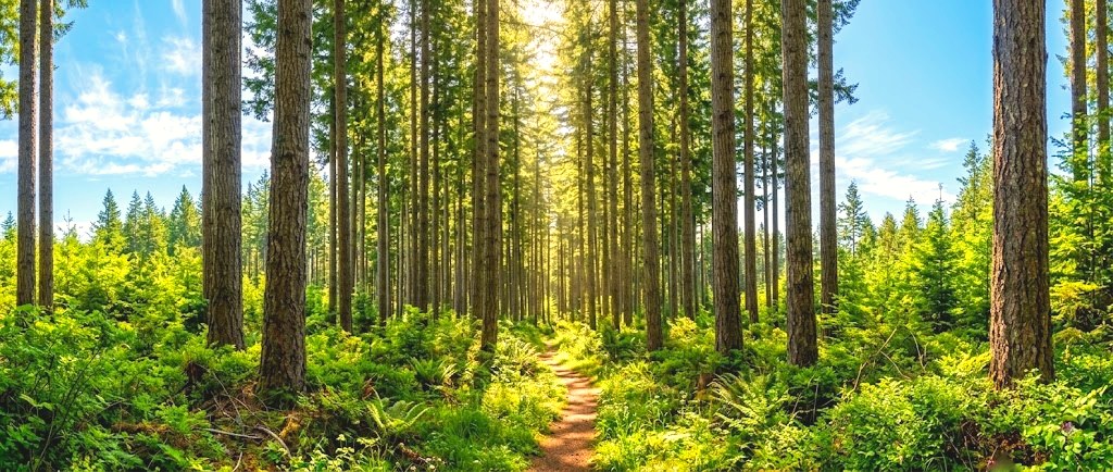 Managed timber forest with sunlight through the canopy